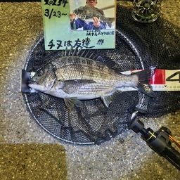 チヌ