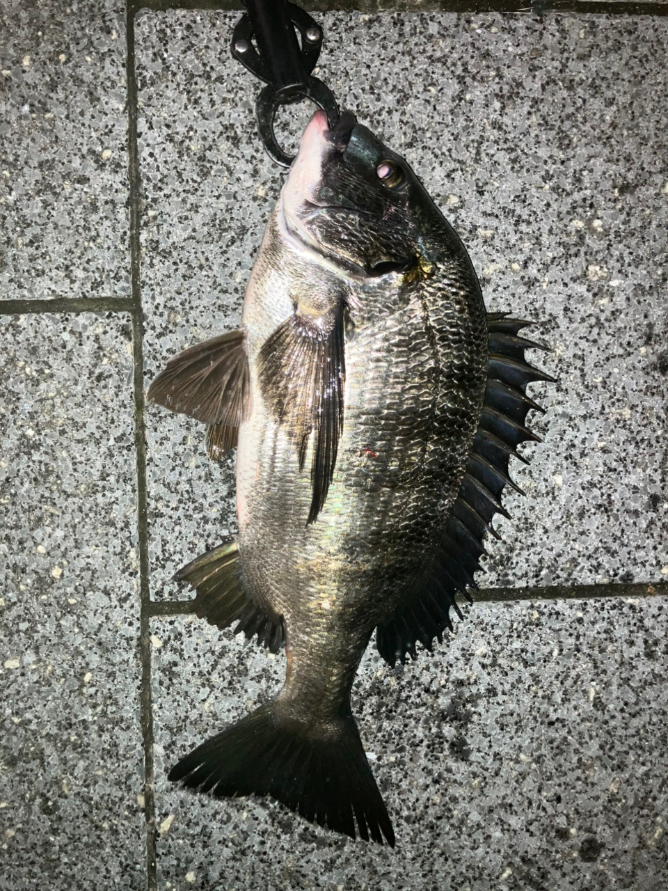 DAIWA 19モアザン（スピニングモデル） EX 87MLの最安値