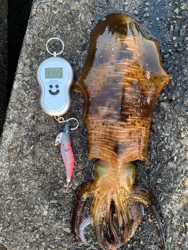 アオリイカの釣果