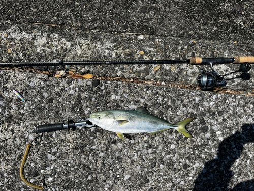 ヤズの釣果