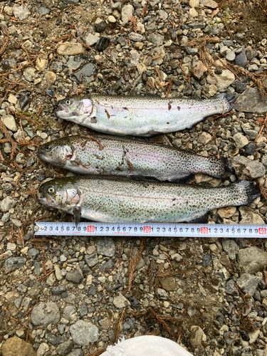 ニジマスの釣果