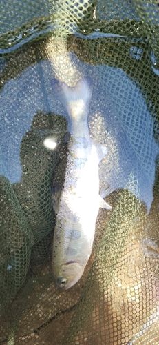アマゴの釣果