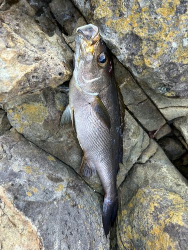 イサキの釣果