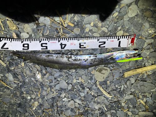 タチウオの釣果