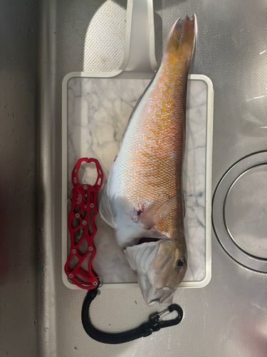シロアマダイの釣果
