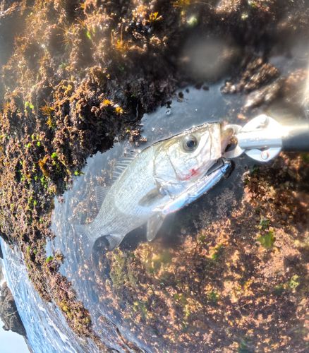 ヒラスズキの釣果