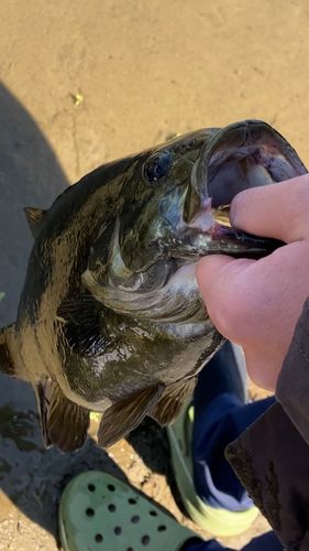 スモールマウスバスの釣果