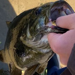 スモールマウスバス