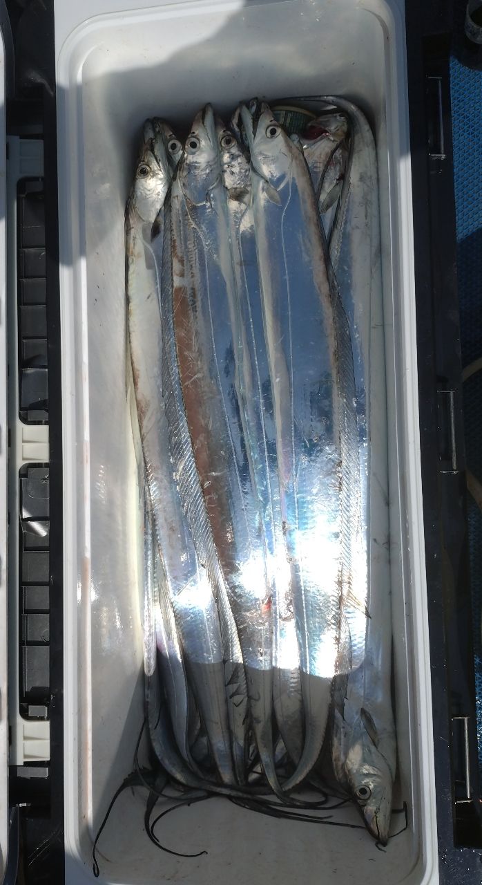 ユウチャンメンさんの釣果 1枚目の画像