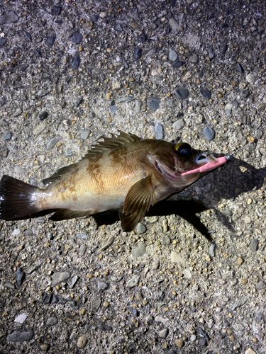 シロメバルの釣果