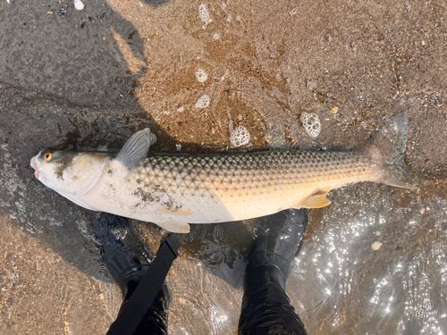 メナダの釣果