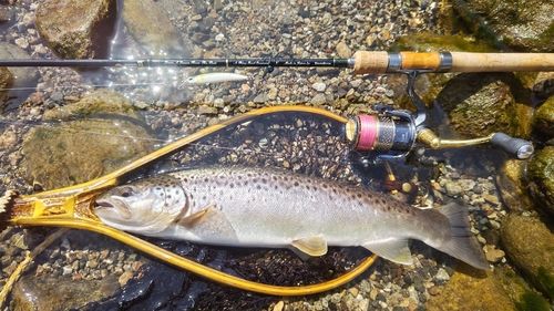 ブラウントラウトの釣果
