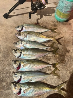 アジの釣果