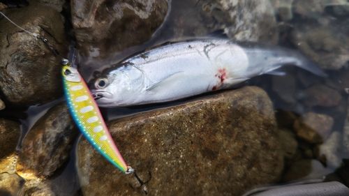 ヤマメの釣果