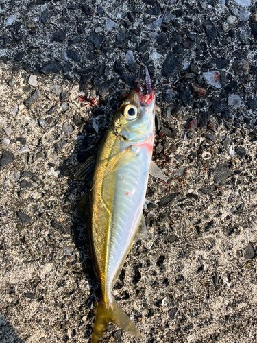 マアジの釣果