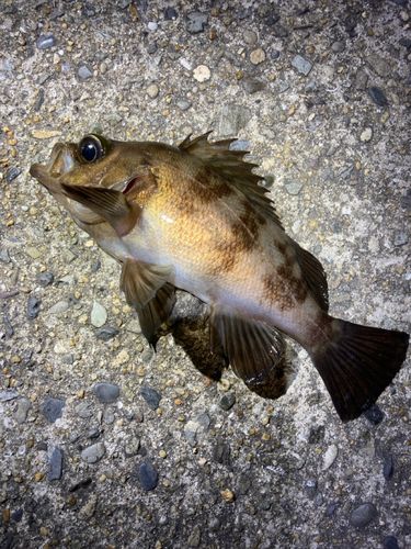 シロメバルの釣果
