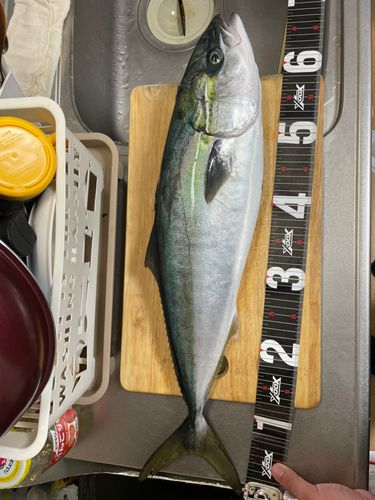 ヤズの釣果