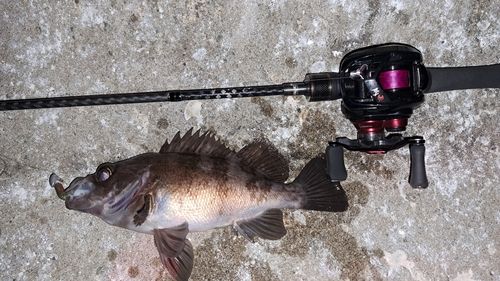 メバルの釣果
