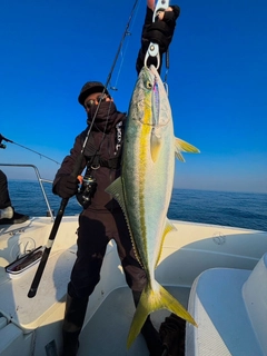 ブリの釣果