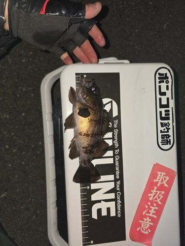 クロメバルの釣果