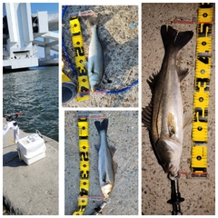 ハネ(マルスズキ)の釣果