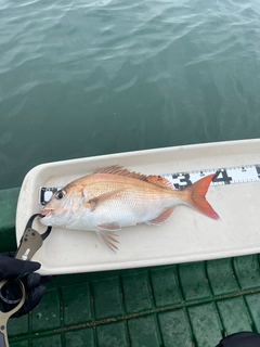 マダイの釣果