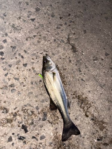 セイゴ（マルスズキ）の釣果