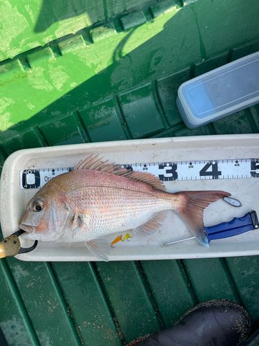 マダイの釣果