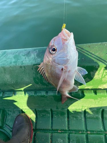 マダイの釣果