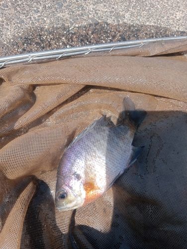 ブルーギルの釣果