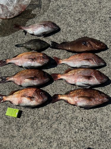 マダイの釣果