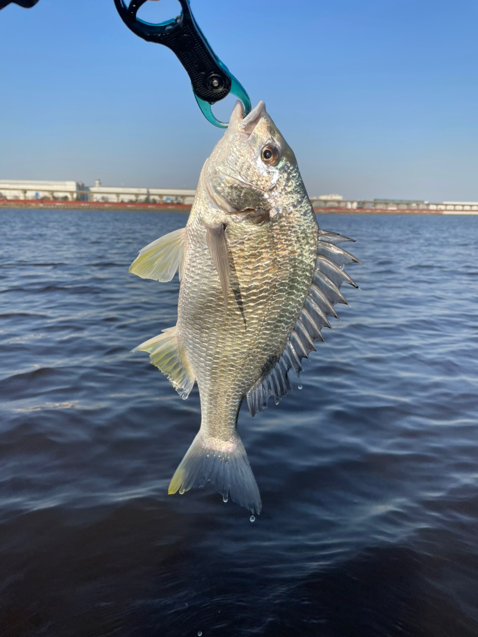 DAIWA 21モアザン ブランジーノ EX AGS 94LMLの最安値・インプレ