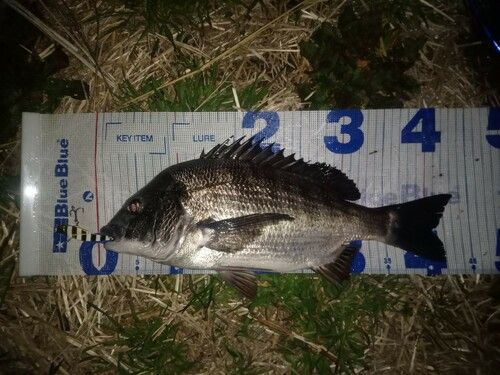 クロダイの釣果