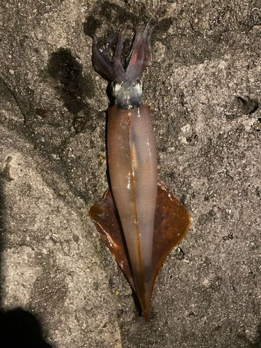 釣果