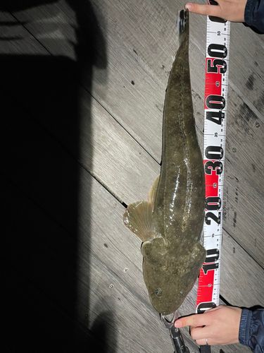 マゴチの釣果