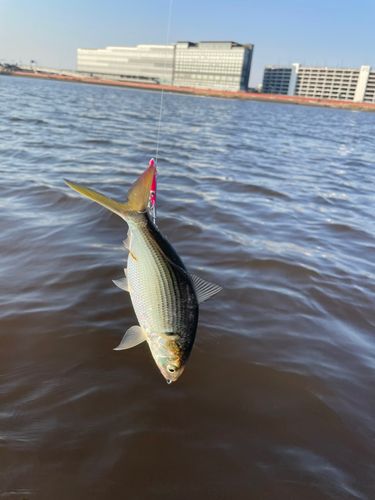 コノシロの釣果