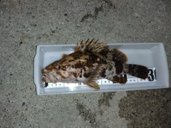 ベッコウゾイの釣果