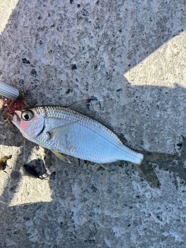 クロサギの釣果