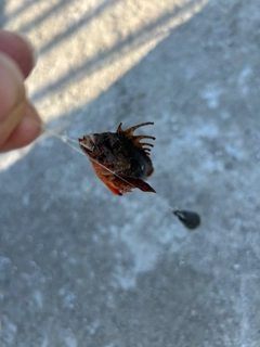 ハオコゼの釣果