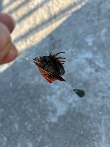 ハオコゼの釣果