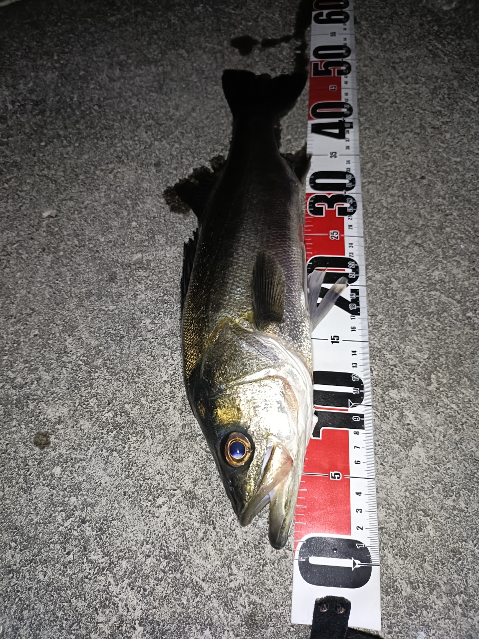 DAIWA 19ラテオ R 100MLの最安値・インプレ・釣果 | 本音の