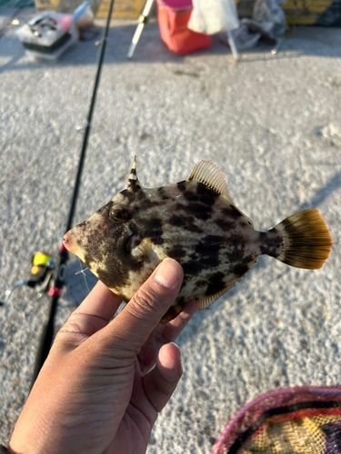 カワハギの釣果