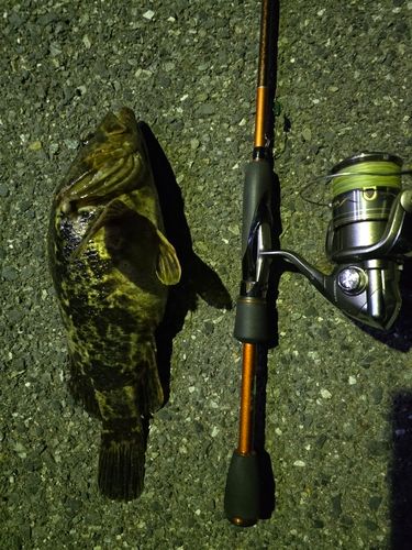 ベッコウゾイの釣果