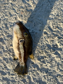 キタマクラの釣果