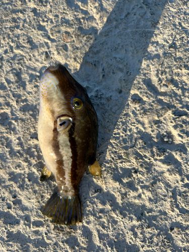 キタマクラの釣果