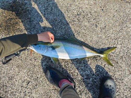 ブリの釣果