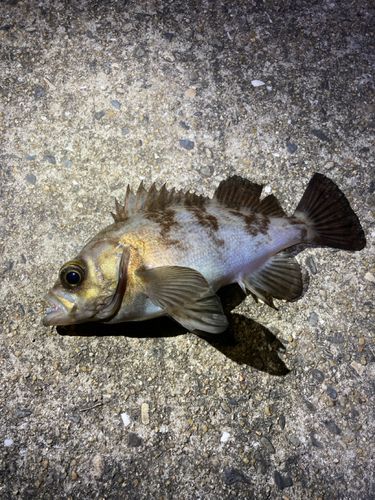 シロメバルの釣果