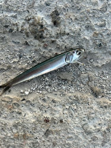 カタクチイワシの釣果