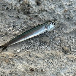 カタクチイワシ