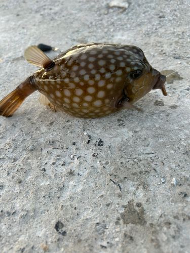 ハコフグの釣果